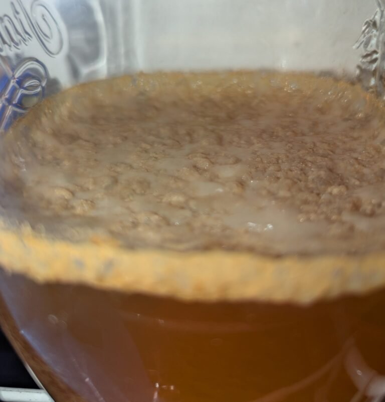 what is a kombucha scoby